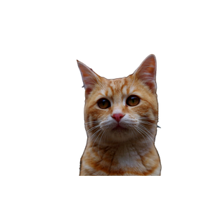 Ginger Tabby Cat In Focus With A Bearded Man Outdoors, Blurred Background. 14990 - Cat PNG image with transparent background